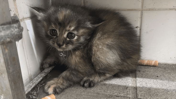 The Whispering Woods